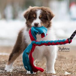 Dazzle - Red tri-color female Australian Shepherd puppy in Woodford, Virginia from Skyborne Australian Shepherds