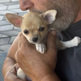 Chihuahua Puppies from J and E