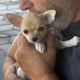 Chihuahua Puppies from J and E