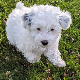 Boy 1 - White Schnoodle puppy in Holmesville, Ohio from Pawsome Puppies