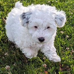 Boy 1 - White Schnoodle puppy in Holmesville, Ohio from Pawsome Puppies