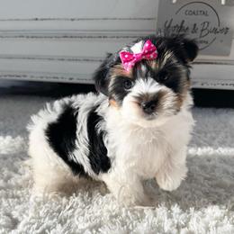 Girl 1 - Black tan and white female Biewer Terrier puppy in North Chelmsford, Massachusetts from Coastal Yorkshire Terrier Yorkies & Biewer Terriers