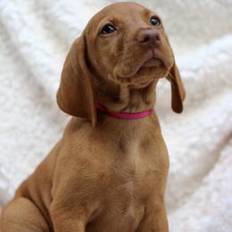 Glory - Golden rust female Vizsla puppy in Bloomington, Indiana from Envizion
