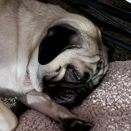 Maya - Pug