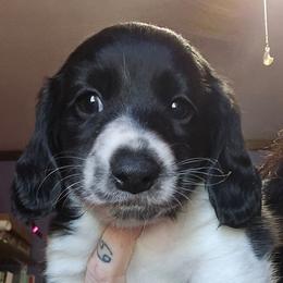 Black piebald boy - Black male Dachshund puppy in Rutherfordton, North Carolina from Knock Out Doxie’s