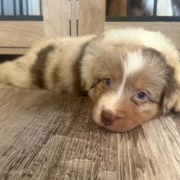 S'more - Red merle male Australian Shepherd puppy in San Tan Valley, Arizona from FaithsAussies