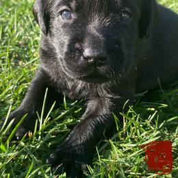 Labrador Retriever Puppies from Our Little Farm