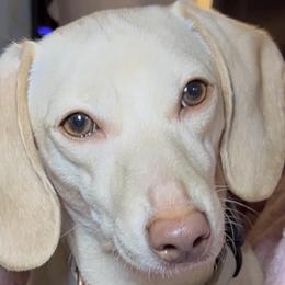 Candy - Dachshund