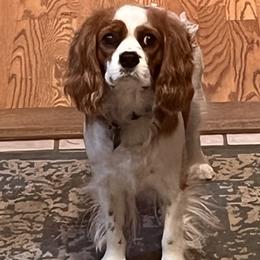 Cavalier King Charles Spaniels from Alexa Southard
