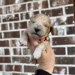 Male 4 - Apricot male Goldendoodle puppy in Rienzi, Mississippi from Saddle Hill Farms