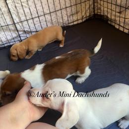 Daisy - ee red dapple piebald smooth - Piebald female Dachshund puppy in East Dover, Vermont from Audet’s Mini Dachshunds