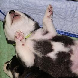 Girl 2 'Onyx' lime green collar - Gray and white female Alaskan Malamute puppy in Grayson County, Virginia from River Bend Malamutes