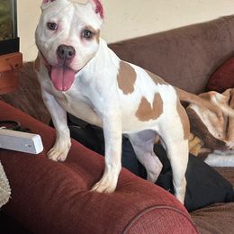 Quasar - American Bully