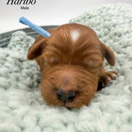 Haribo - Red  male Goldendoodle puppy in Sunman, Indiana from Brunsman Country Doodles LLC