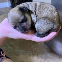 Shih Tzu Puppies from Serenity Haven Ranch