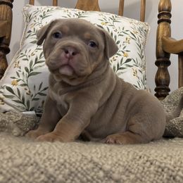 American Bully Puppies from East bound and Down Bully’s
