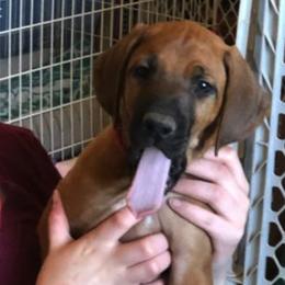 Rhodesian Ridgebacks from Krystal Rhodesian Ridgebacks