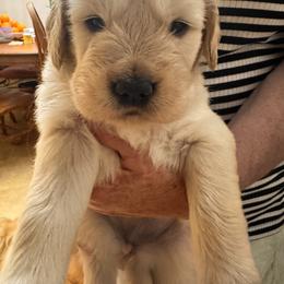 Girl 2 - female Golden Retriever puppy in Chesapeake, Virginia from Goldilocks Golden Retrievers