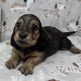 Hawk - Cream male Dachshund puppy in Pulaski, Tennessee from Billboard Doxies