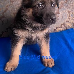 Blue collar boy - Black and red male German Shepherd puppy in Coleta, Illinois from Four Leaf Farm- Vom Vierblättriges Bauernhof