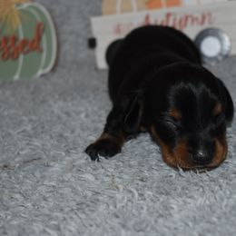 Woody(1200) - Black and tan male Dachshund puppy in Mansfield, Missouri from Owens Farm
