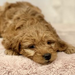Goldendoodles and Golden Retrievers from Storybook Goldendoodles