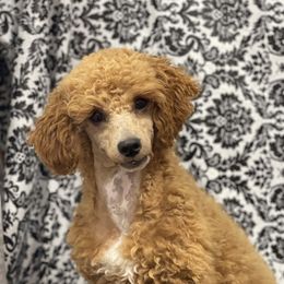 Elvis - Poodle