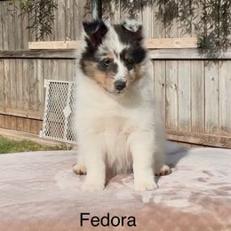 Fidora - White blue merle and tan female Shetland Sheepdog puppy in Abilene, Texas from Double Dare Shelties
