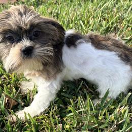 Licorice - Tricolor male Shih Tzu puppy in Saint Johns, Florida from BEH Puppies LLC