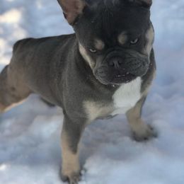 French Bulldogs from Kendall's French Bulldogs