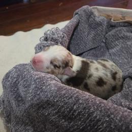 Aspen - Red merle male Miniature Australian Shepherd puppy in Willard, Missouri from Stoney Brook Aussies