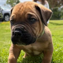 Green - Brown male Boerboel puppy in Callicoon, New York from Southern Pride Boerboels