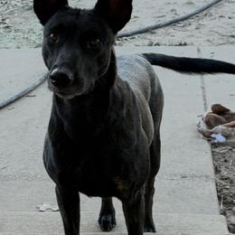 Belgian Malinois and xDutch Shepherd Puppies from Kaizen von Ruach Malinois