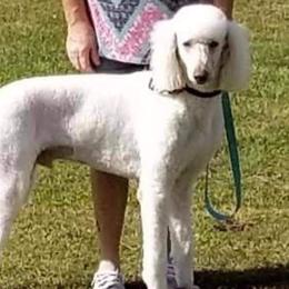 Wally - Poodle