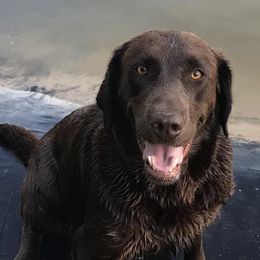 Labrador Retrievers from Wind River Labrador’s