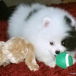 Pomeranian Puppies from Kelli's Poms
