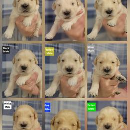 Trudy Male 2 - Golden male Golden Retriever puppy in Wauseon, Ohio from Golden Sunrise Retrievers