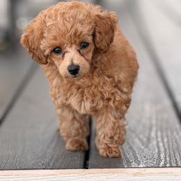 Molly - Apricot female Poodle puppy in Blanch, North Carolina from Faithful Hearts Kennel