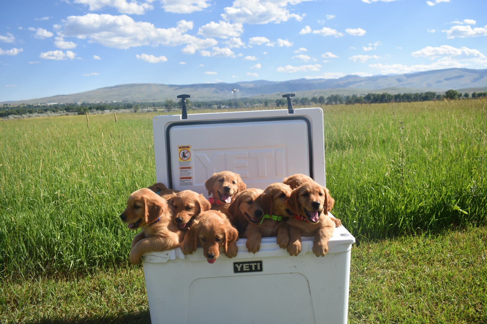 Golden Retriever Puppies from Mountain Raised Retrievers