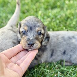 Dachshund Puppies from Gem State Mini Dachshunds
