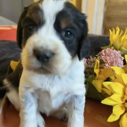 Girl 2 - Black white and tan female English Springer Spaniel puppy in Las Vegas, Nevada from Legacy