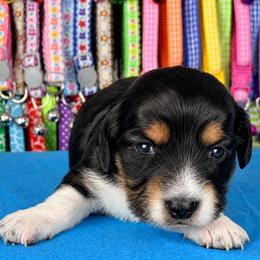 Buttercup 2800 - Piebald female Dachshund puppy in Hendersonville, North Carolina from Snarky Doxy Miniature Dachshunds