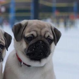 Pug Puppies from Windsor Pugs