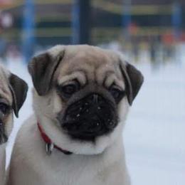 Pug Puppies from Windsor Pugs