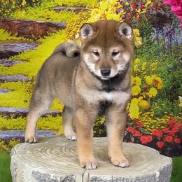 Camille - Sesame female Shiba Inu puppy in Newberry, Michigan from Day Dream Akita & Shiba Inu