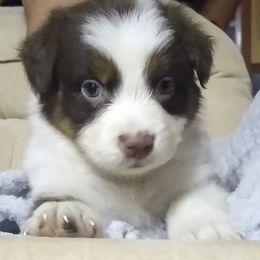 Australian Shepherds from Sharon's Australian Shepherds