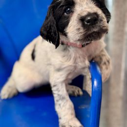 Carolina - Black and white female English Springer Spaniel puppy in Madison, Indiana from McCollough's Pawsome Spaniels and Danny's Delightful Dachshunds