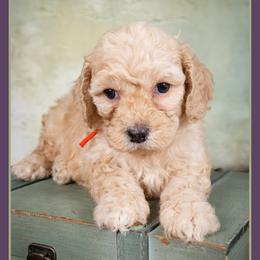 Birdie - Yellow and white female Bernedoodle puppy in Connersville, Indiana from Deaz Doodle Ranch