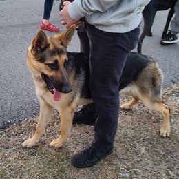 Sheba - German Shepherd