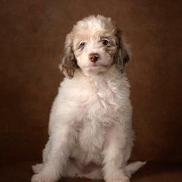 Iris - Red merle female Aussiedoodle puppy in Germantown, Ohio from Doodle Patch Farm